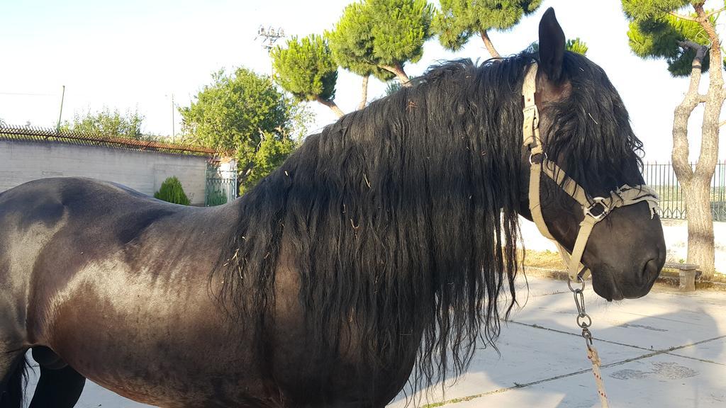 Monte SantʼAngelo Hotel Menta E Rosmarino المظهر الخارجي الصورة
